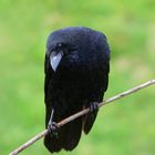 Rabenkrähe (Corvus corone) nachdenklich...