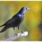 -- Rabenkrähe -- ( Corvus crone corone )