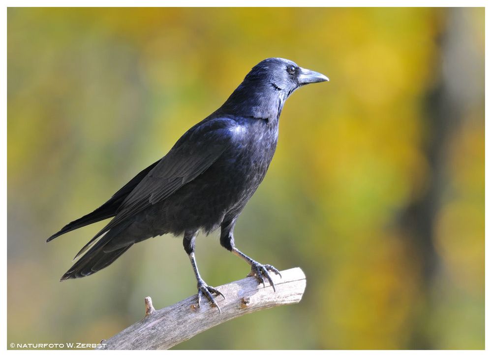 -- Rabenkrähe -- ( Corvus crone corone )