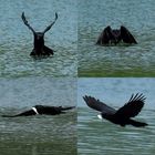 Rabenkrähe fängt Fisch im Flug