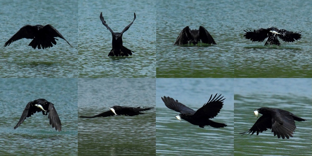 Rabenkrähe fängt Fisch im Flug