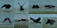 Rabenkrähe fängt Fisch im Flug