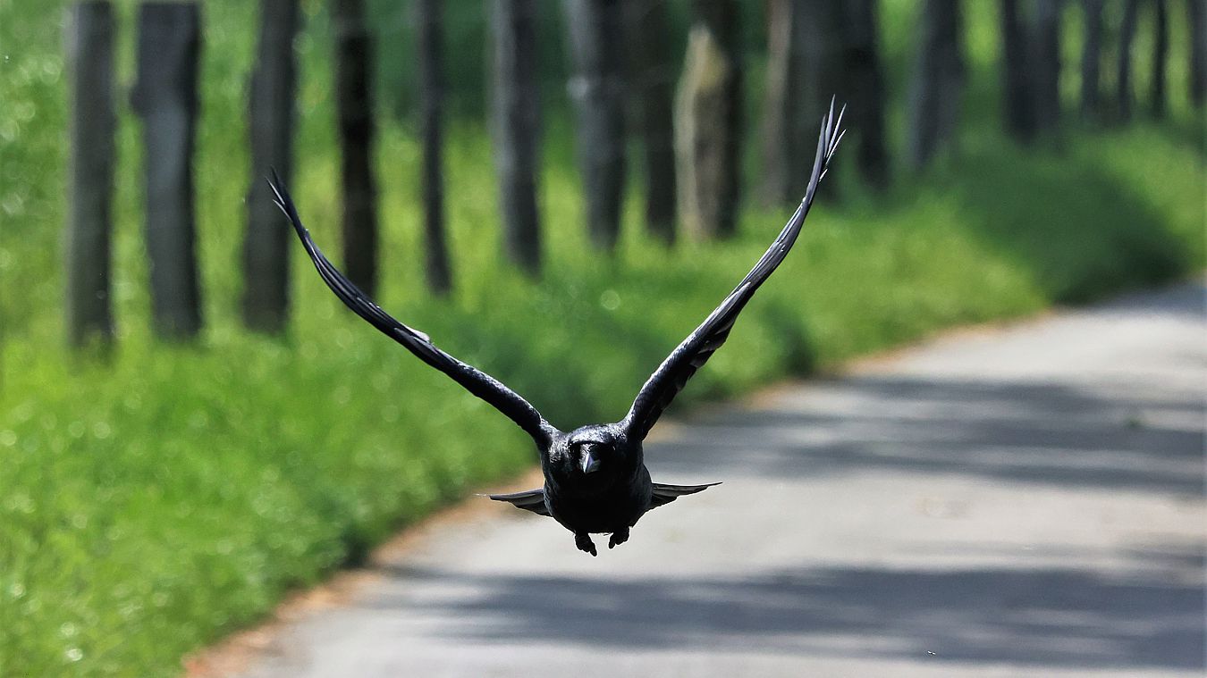 Rabenkrähe im Anflug