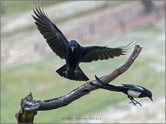 Rabenkrähe im Anflug