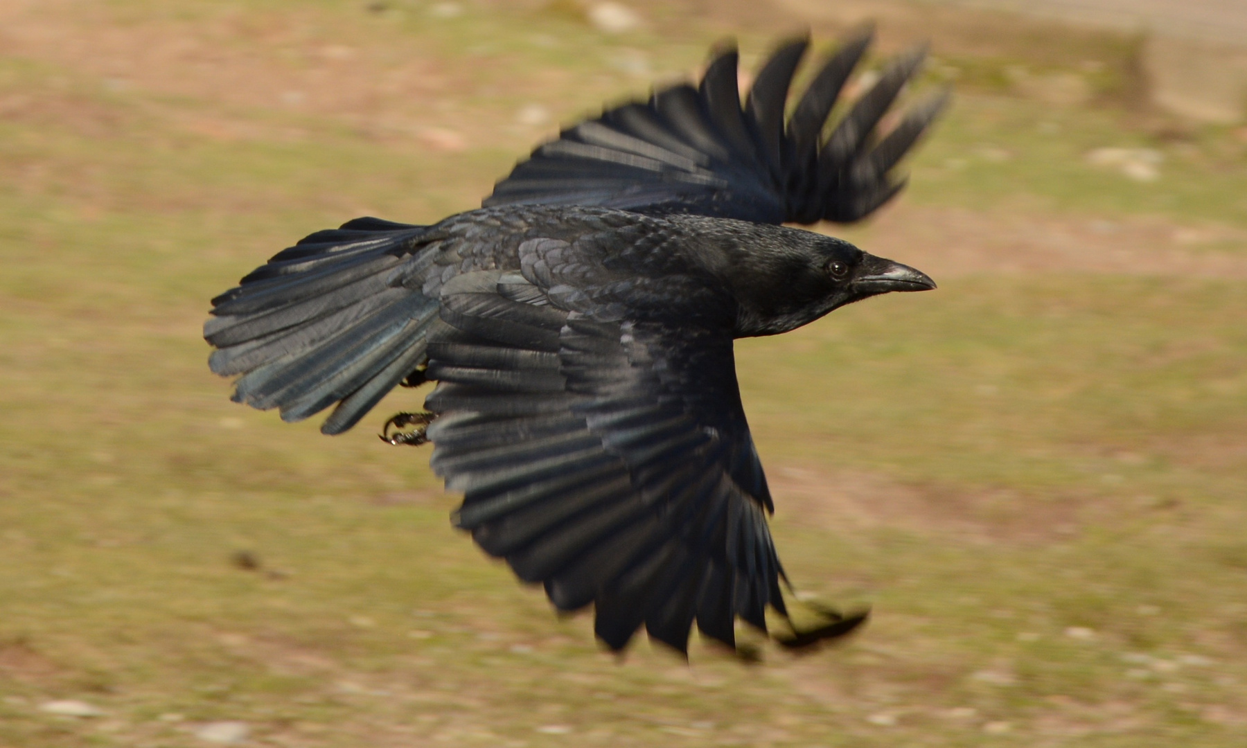 Rabenkrähe im Flug Foto & Bild | tiere, wildlife, wild lebende vögel
