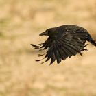 Rabenkrähe im Flug