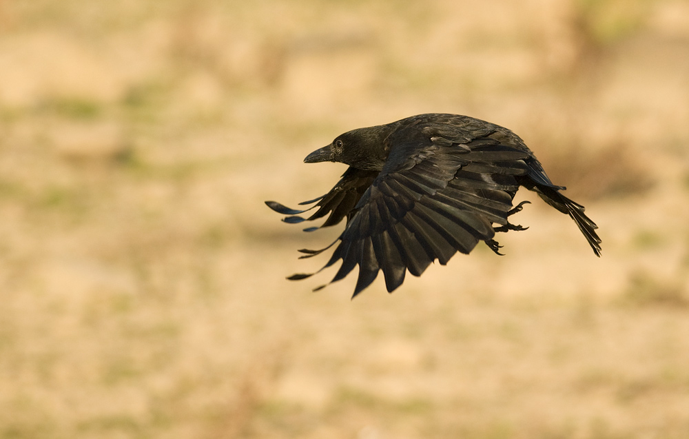 Rabenkrähe im Flug