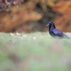 Rabenkrähe im Herbst