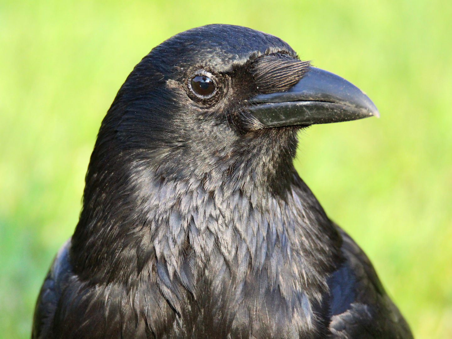 Rabenkrähe im Porträt Foto & Bild | natur, rabe, vogel Bilder auf