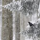 Rabenkrähe im Schneegestöber