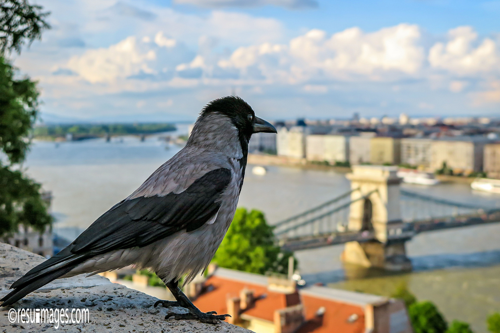 Rabenkrähe in Budapest