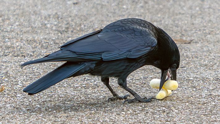 Rabenkrähe l...