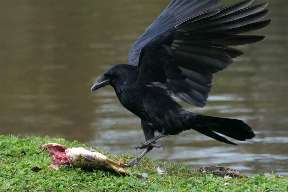 Rabenkrähe mit totem Fisch