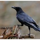 ---- Rabenkrähe Nr. 2 ---- ( Corvus corone corone )