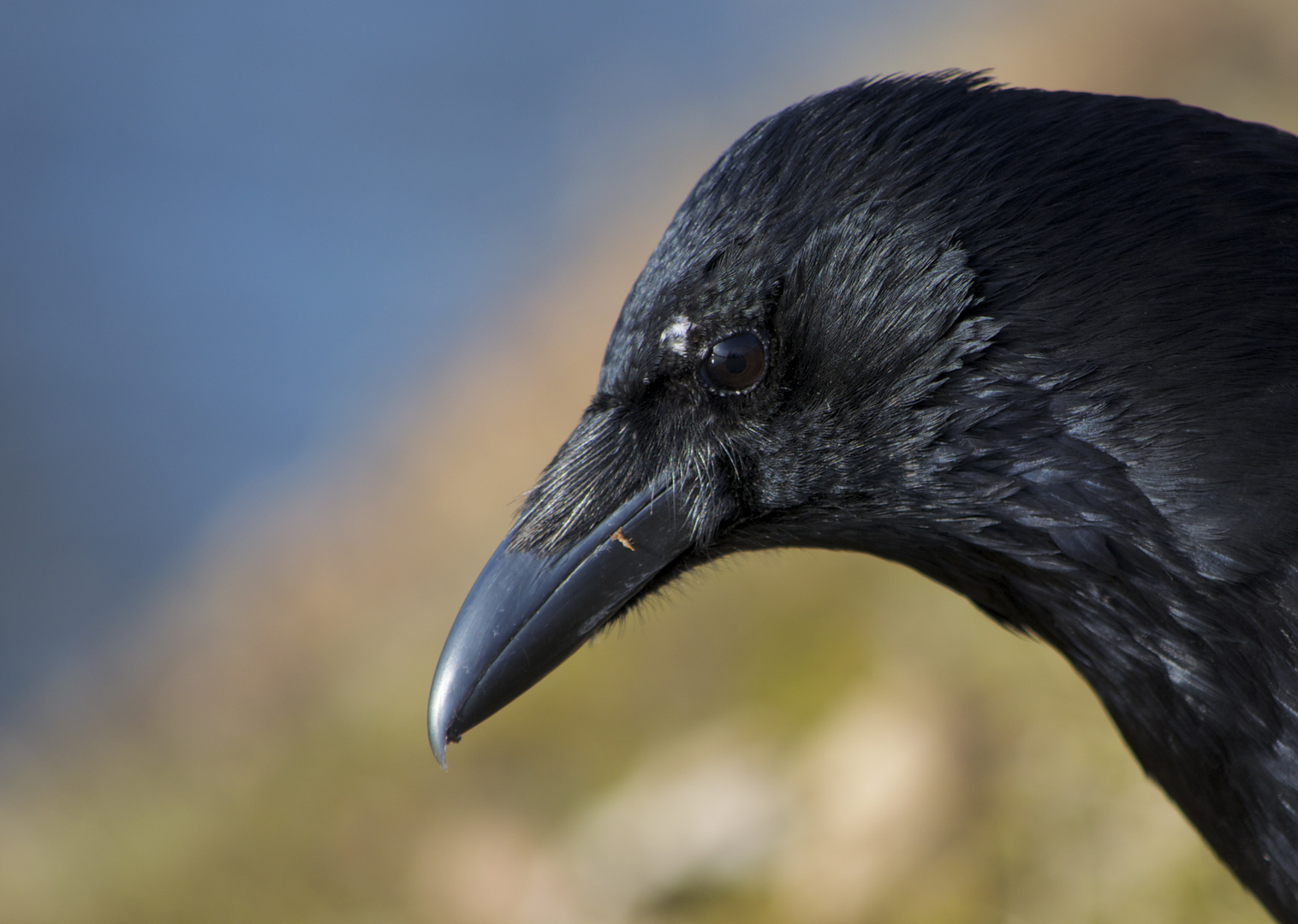 Rabenkrähe Portrait