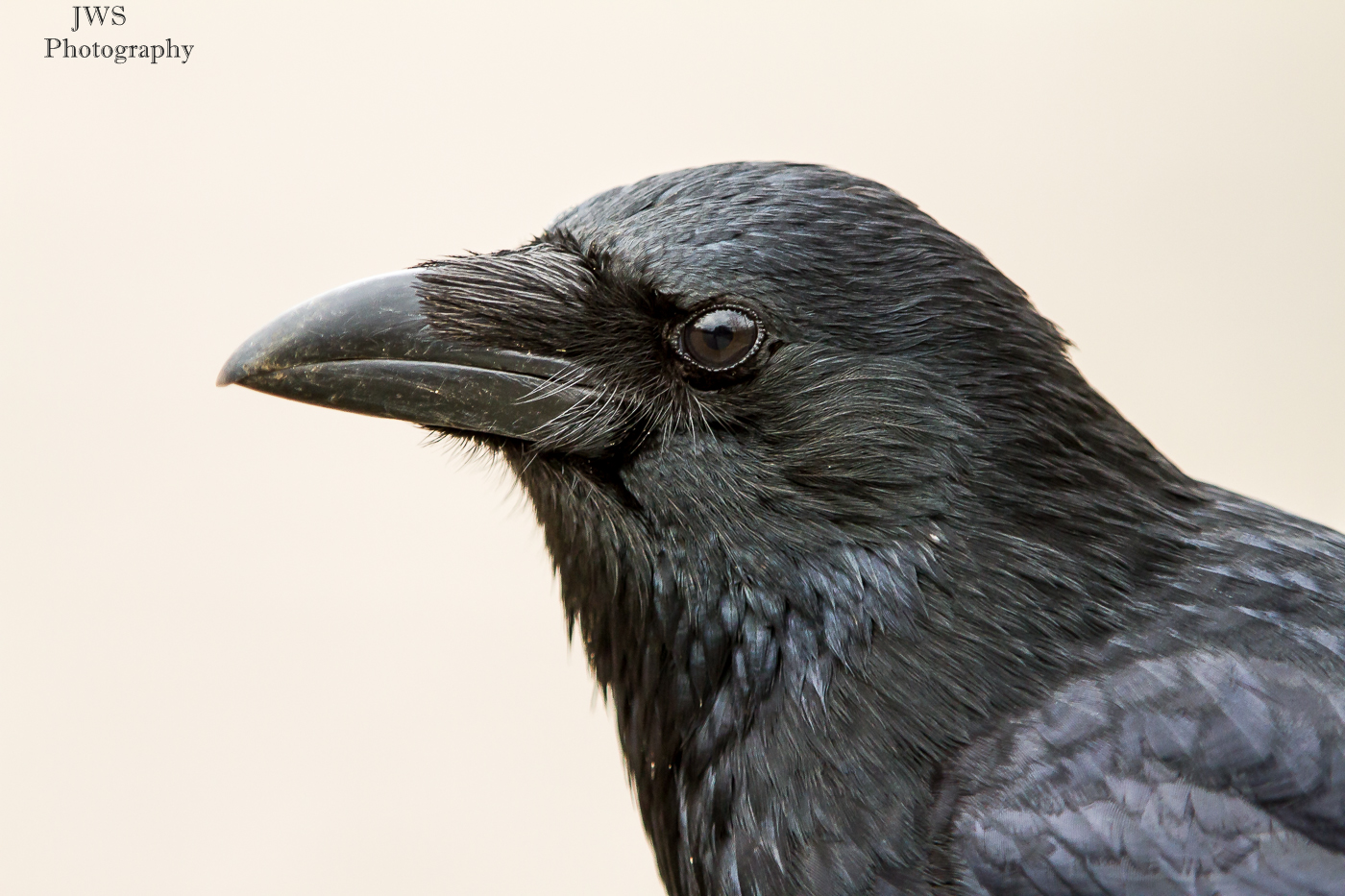 Rabenkrähe (Portrait)