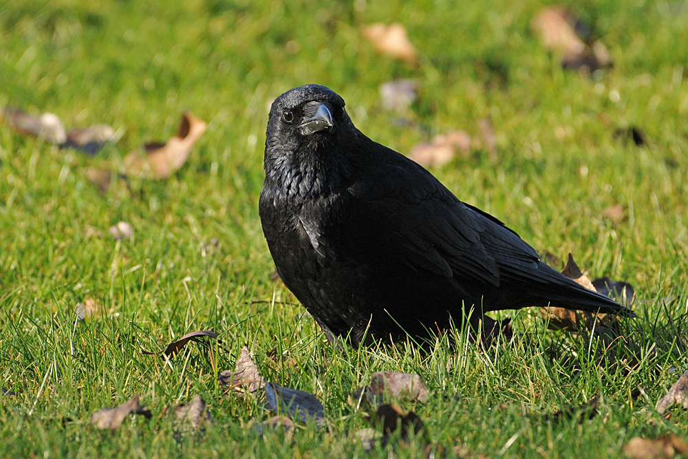 Rabenkrähe: Portrait – Termin im Gras