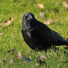 Rabenkrähe: Portrait – Termin im Gras