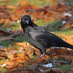 Rabenkrähe: Portrait – Termin im Herbstlaub