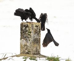 Raben/Krähen