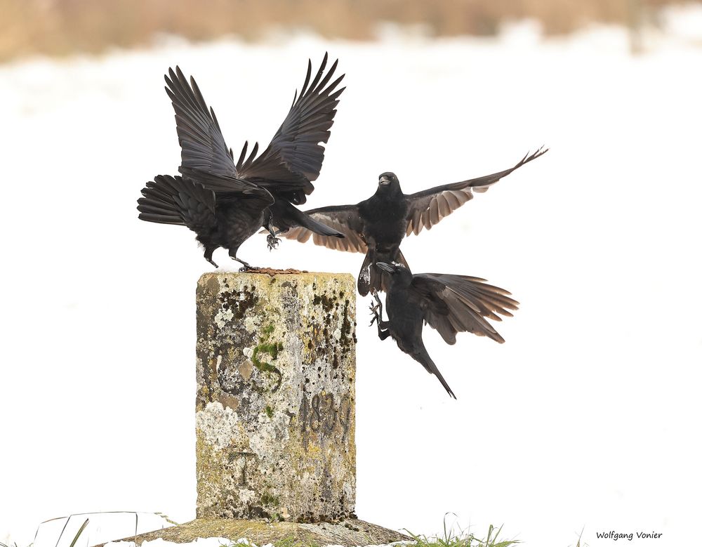 Raben/Krähen