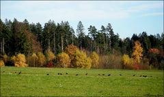 Rabenkrähen im Herbst ...