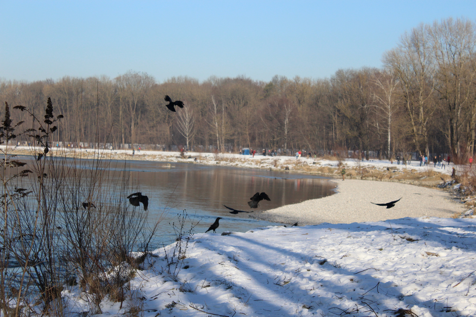 Rabenkrähen Isar München