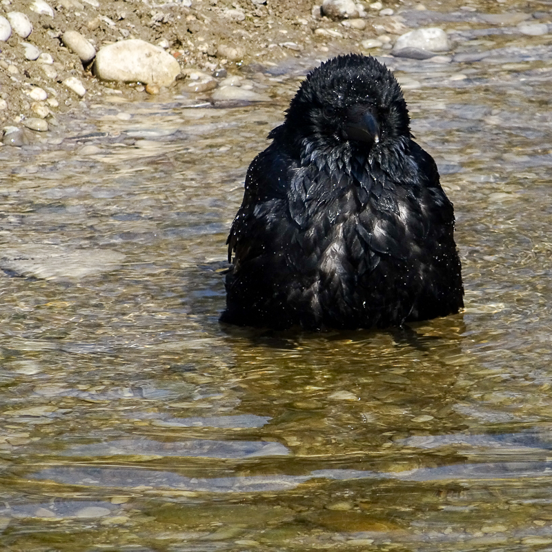 Rabenkrähenbad