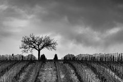 Rabenkrähenwetter