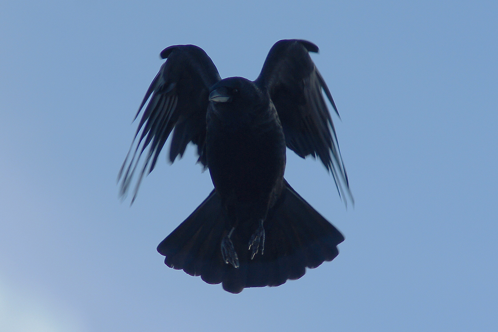 Rabenkrähe...oder "The Crow"