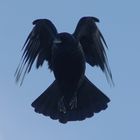 Rabenkrähe...oder "The Crow"