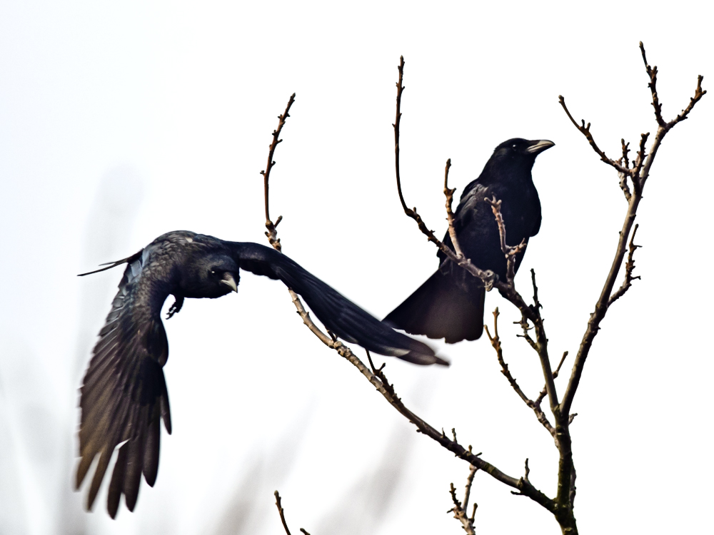 Rabenschwarz Foto Bild Tiere Wildlife Wild Lebende - 
