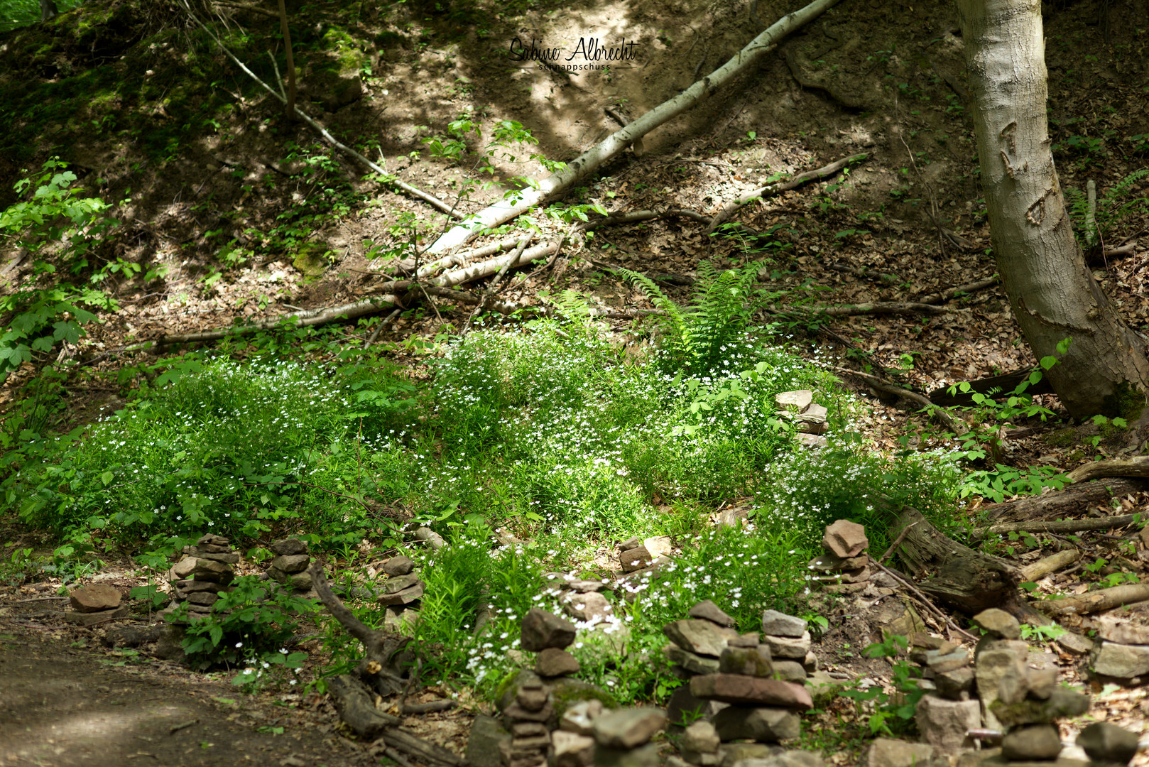 Rabenswald - Hohe Schrecke