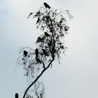 Rabentreffen auf dem Rabenbaum