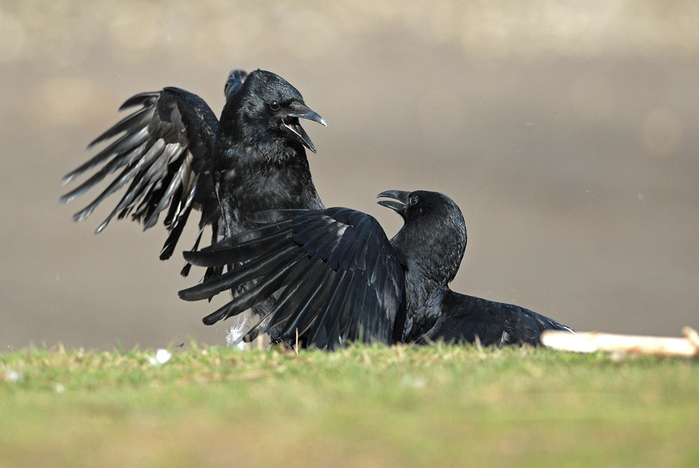 Rabenvögel...