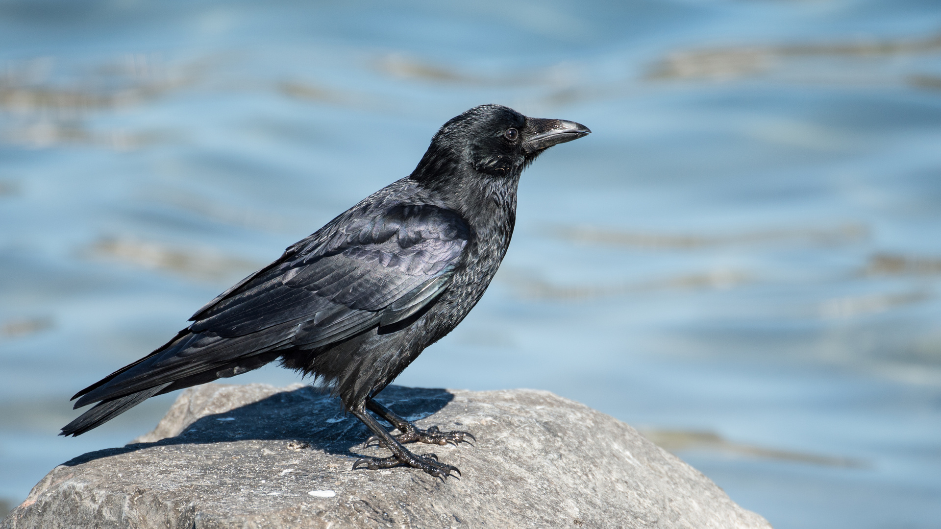 Rabenvögel