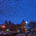 Rabenvögel über der Stadt ...