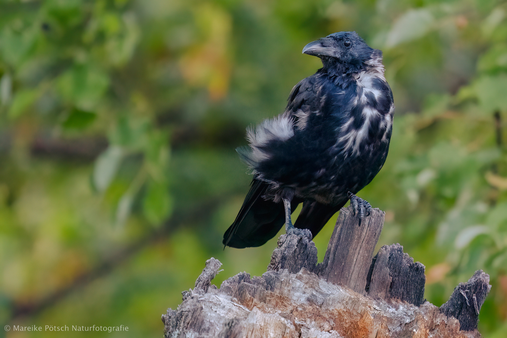 Rabenvogel