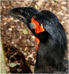 Rabenvogel 2 OH! Ich habe meine  WIMPERNTUSCHE  vergessen !!