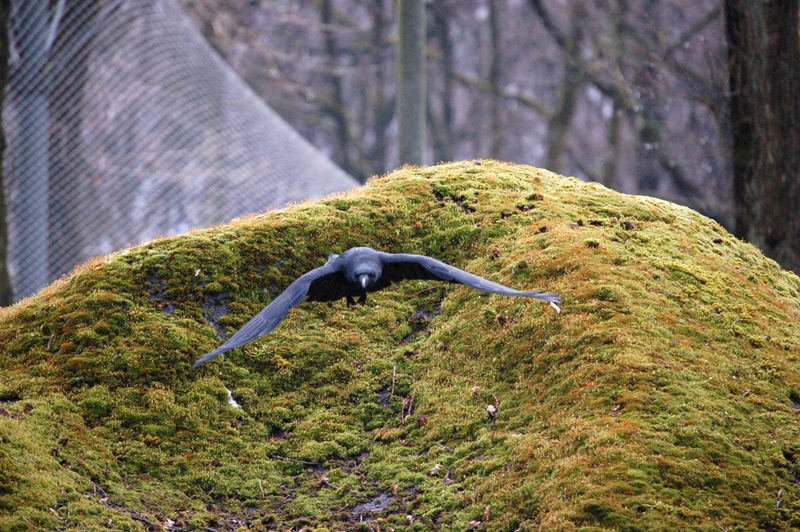 Rabenvogel