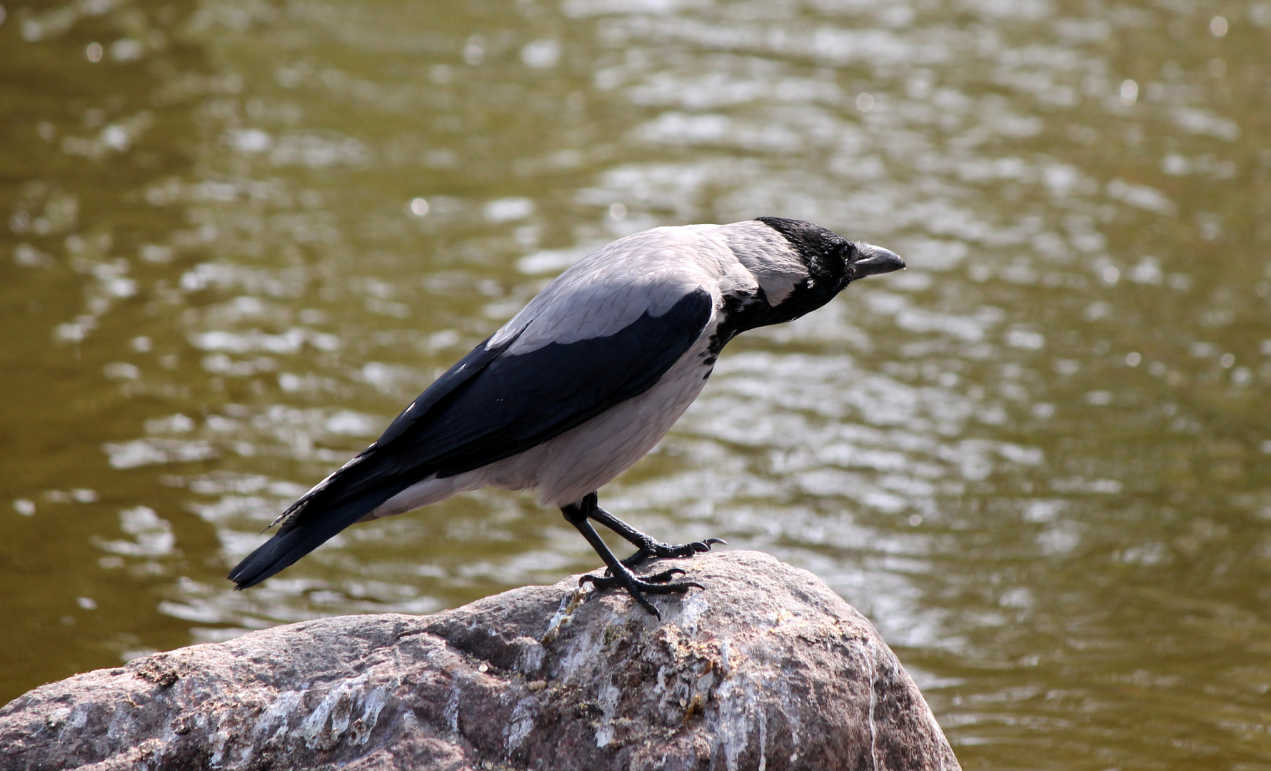 Rabenvogel