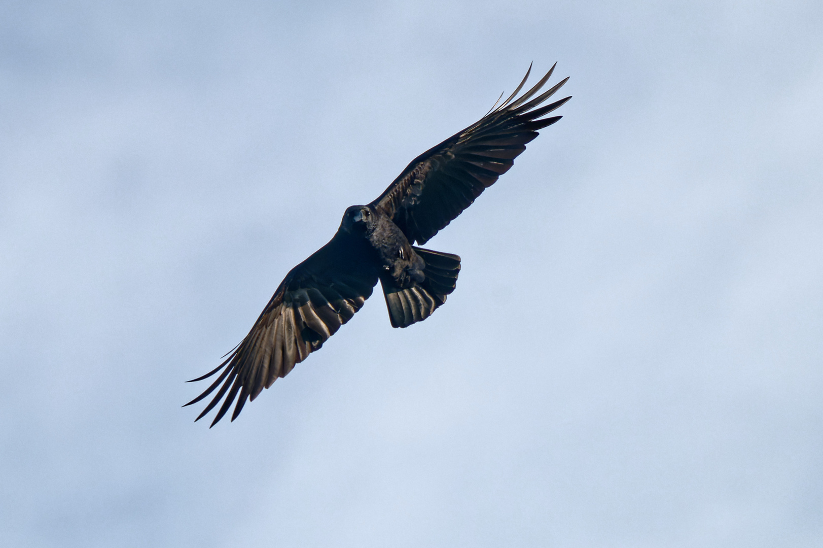 Rabenvogel