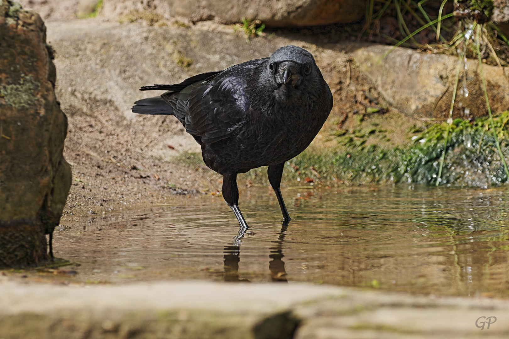 Rabenvogel