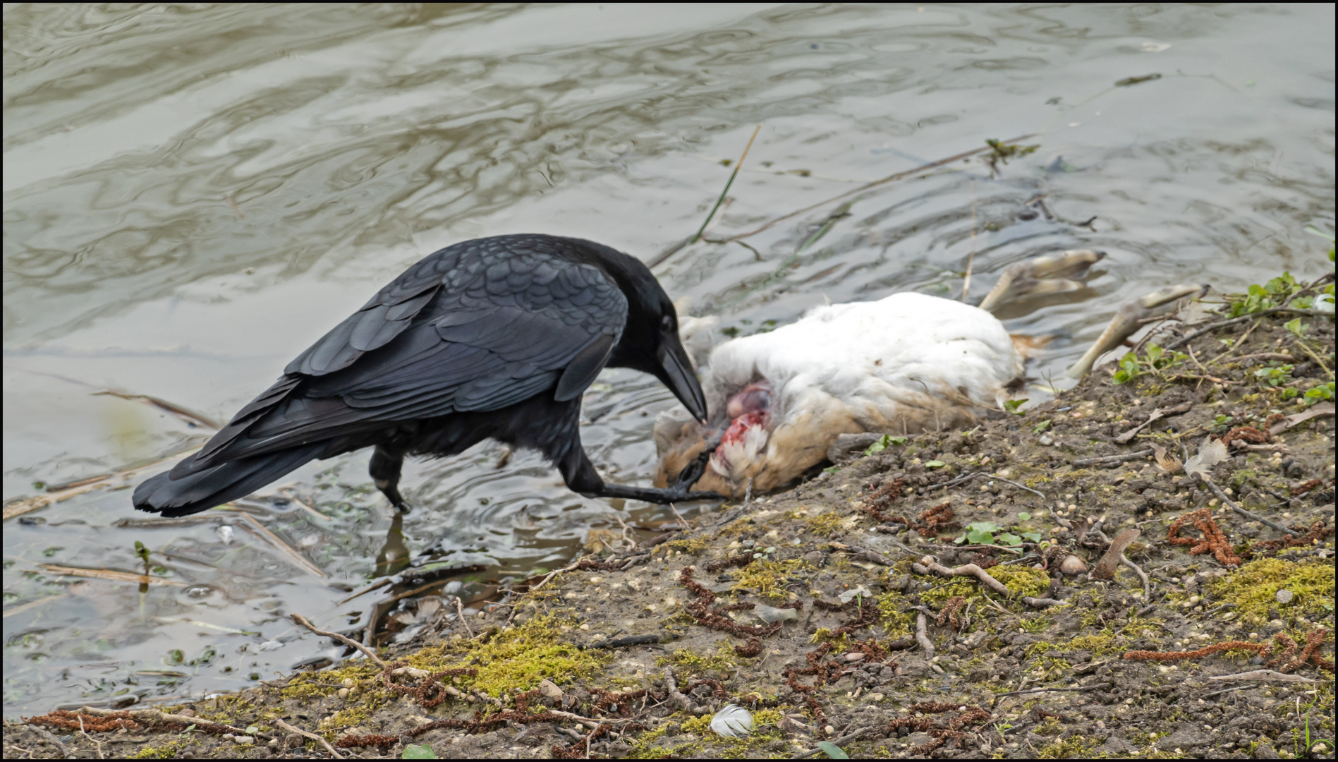 Rabenvogel …