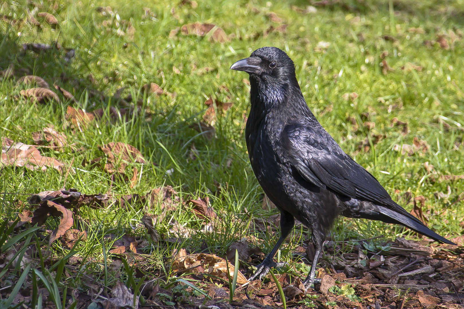 Rabenvogel...