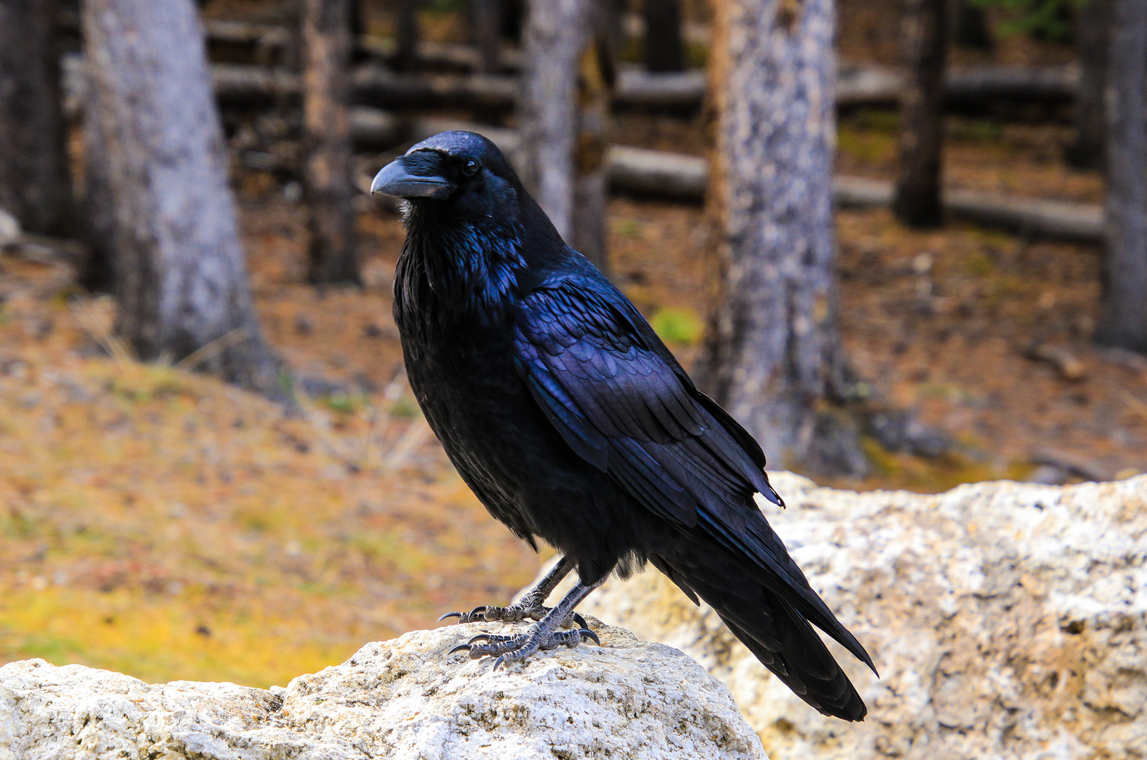  Rabenvogel am Parkplatz 