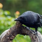 Rabenvogel auf der Baumscheibe  .....