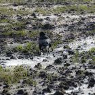 Rabenvogel auf nassem Acker