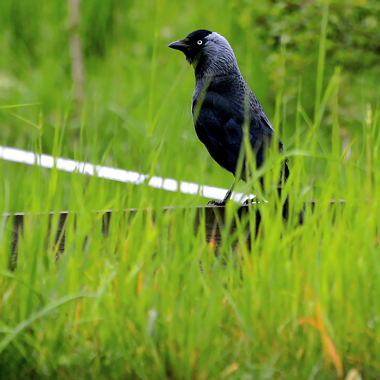 Rabenvogel Dohle 