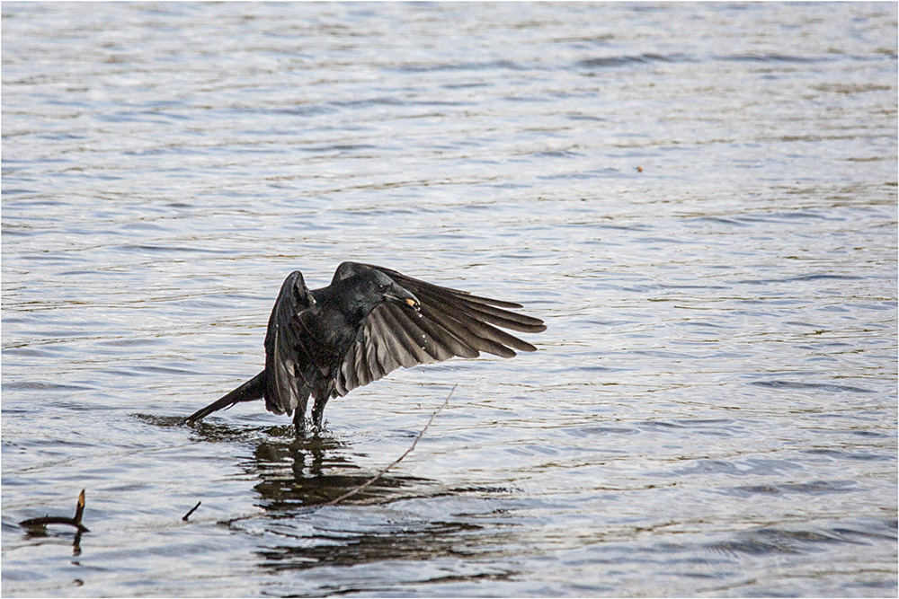 Rabenvogel im Wasser